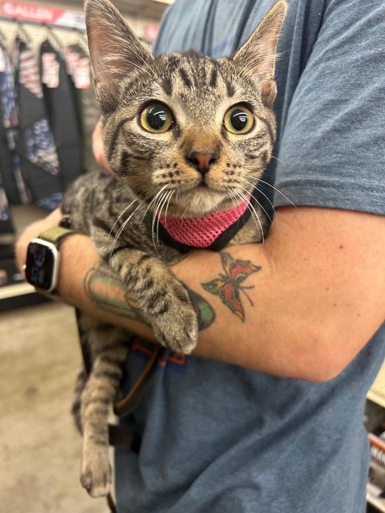 Enlarge Lester, a Adoptable mixed breed in Claremore, OK image 3/4