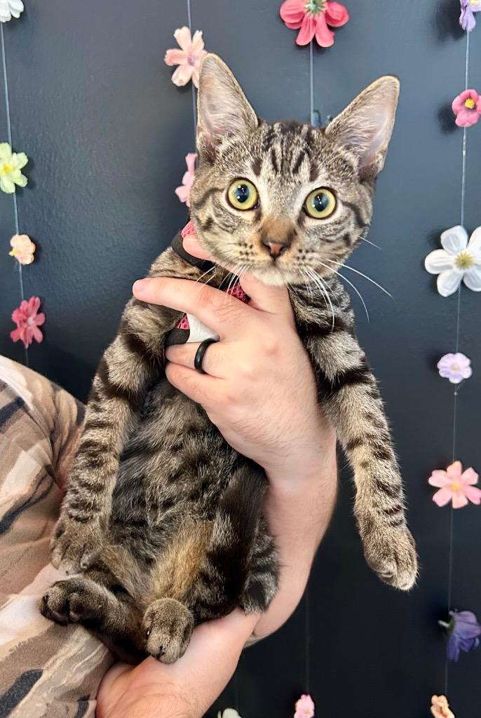 Enlarge Lester, a Adoptable mixed breed in Claremore, OK image 4/4