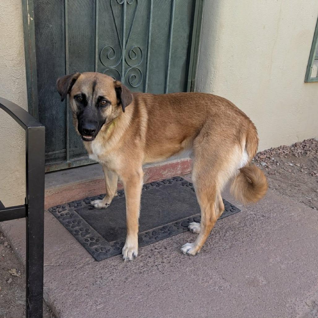Enlarge Butters - PAWS, a Adoptable mixed breed in Las Cruces, NM image 1/5