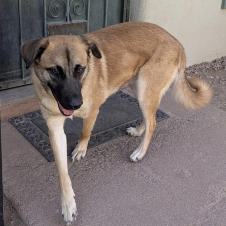 Enlarge Butters - PAWS, a Adoptable mixed breed in Las Cruces, NM image 2/5