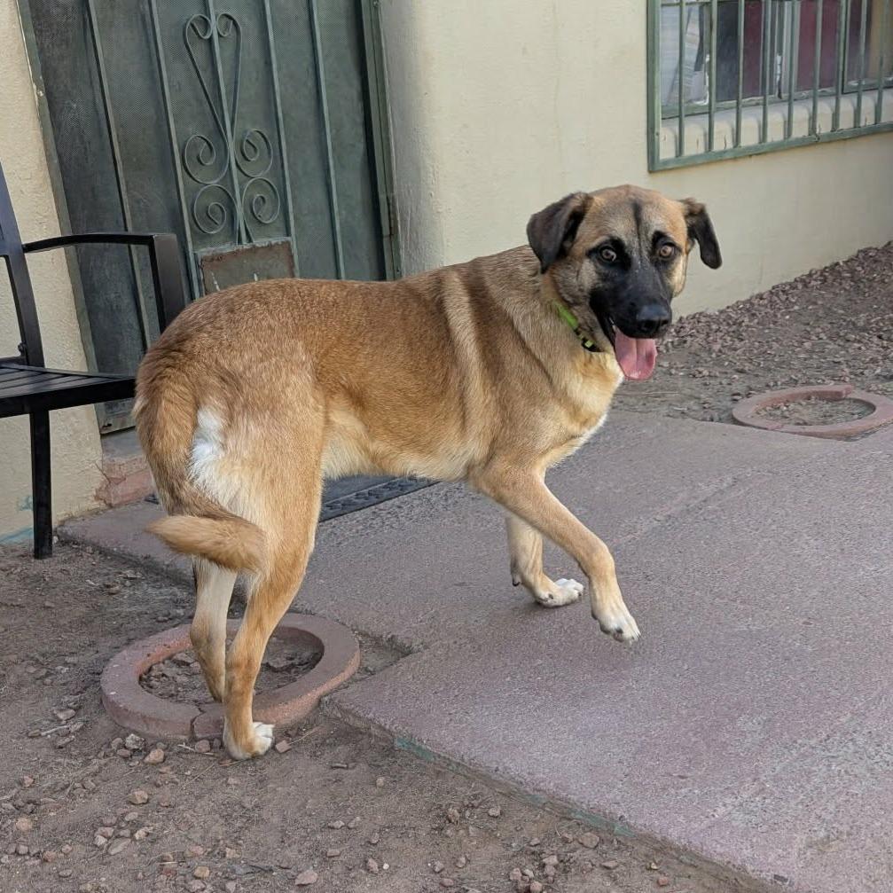 Enlarge Butters - PAWS, a Adoptable mixed breed in Las Cruces, NM image 3/5