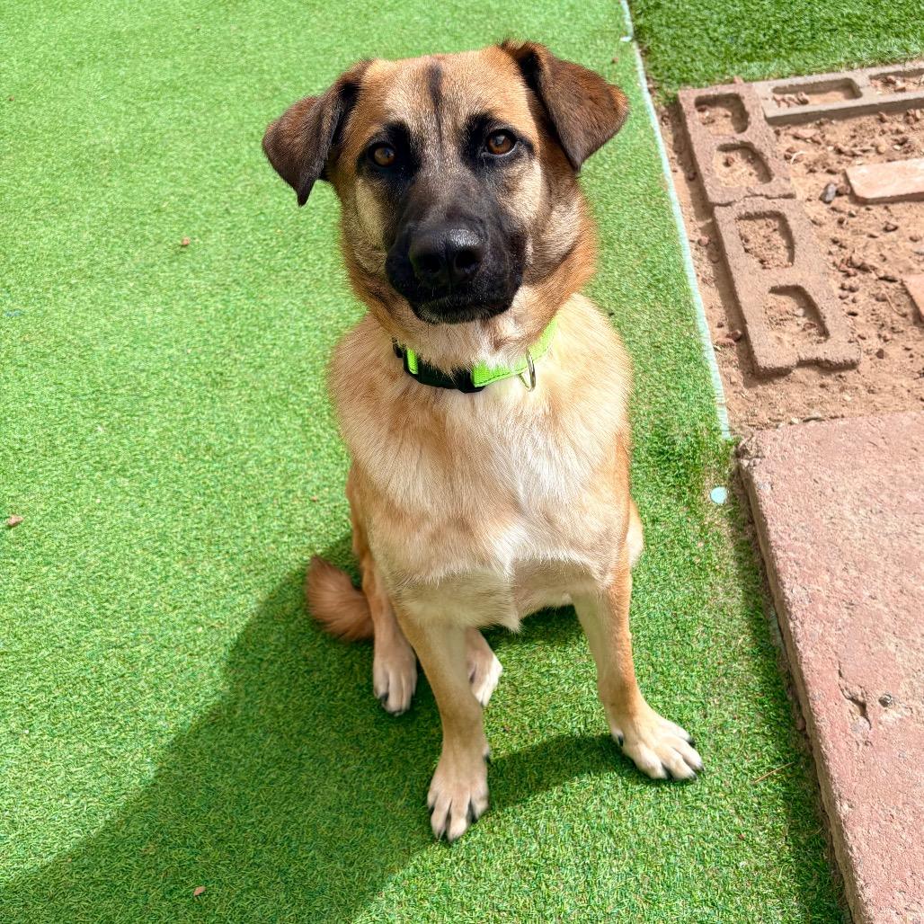 Enlarge Butters - PAWS, a Adoptable mixed breed in Las Cruces, NM image 4/5