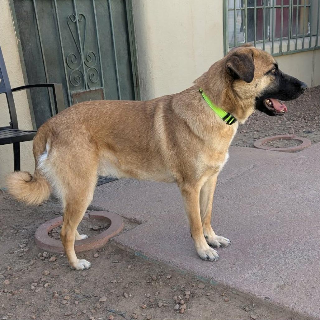 Enlarge Butters - PAWS, a Adoptable mixed breed in Las Cruces, NM image 5/5