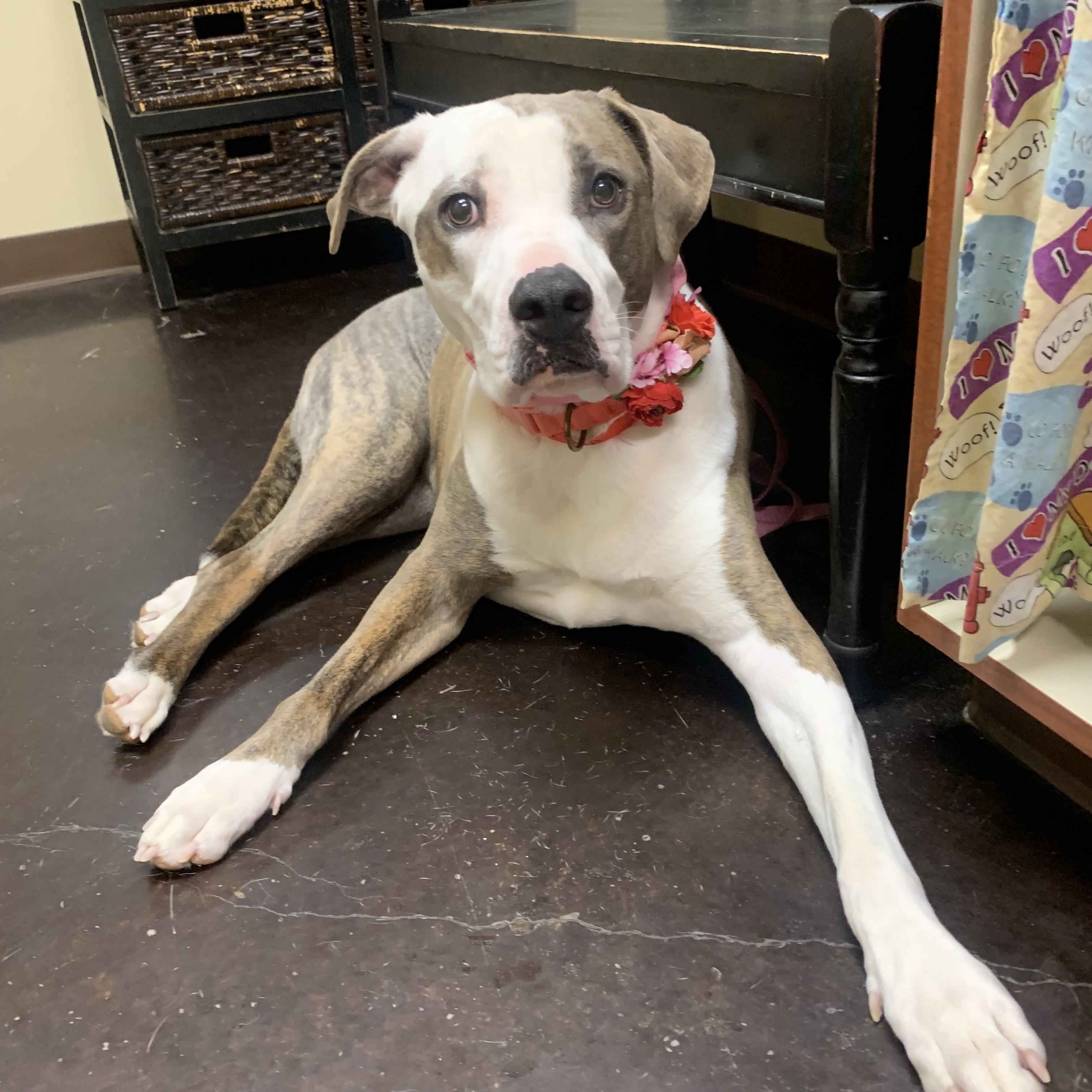 Layla, a Adoptable mixed breed in Warwick, RI image 4/6