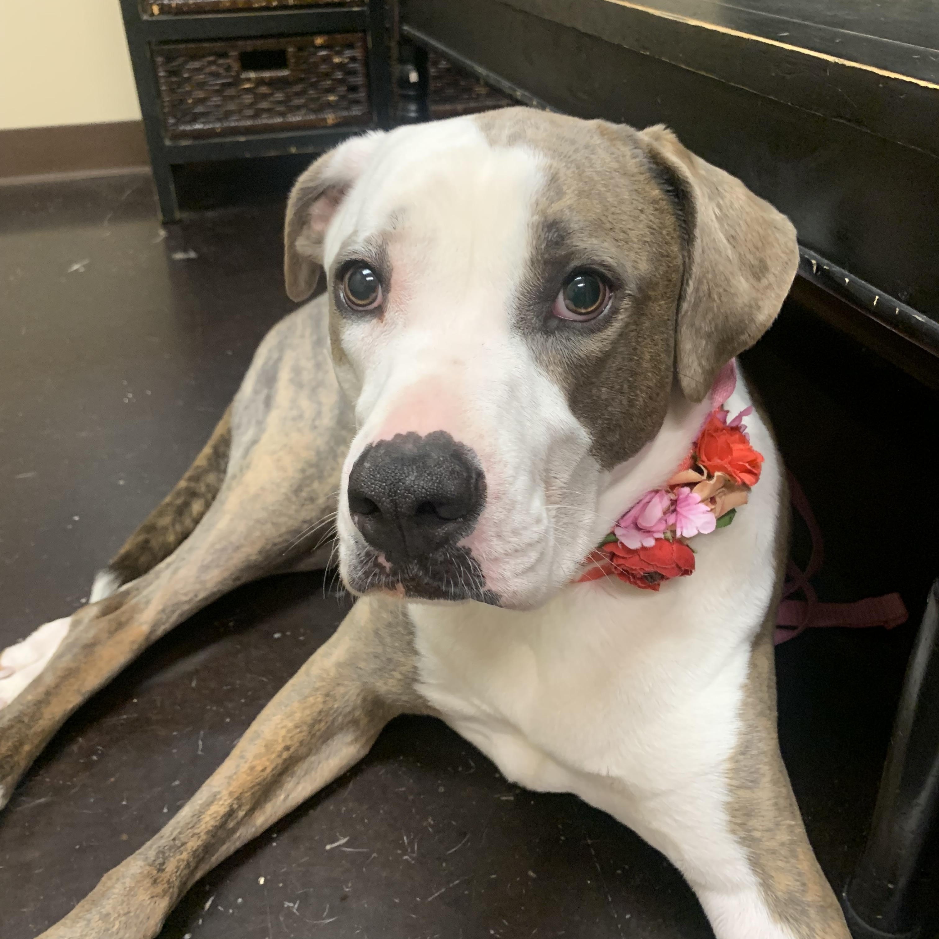 Layla, a Adoptable mixed breed in Warwick, RI image 2/6