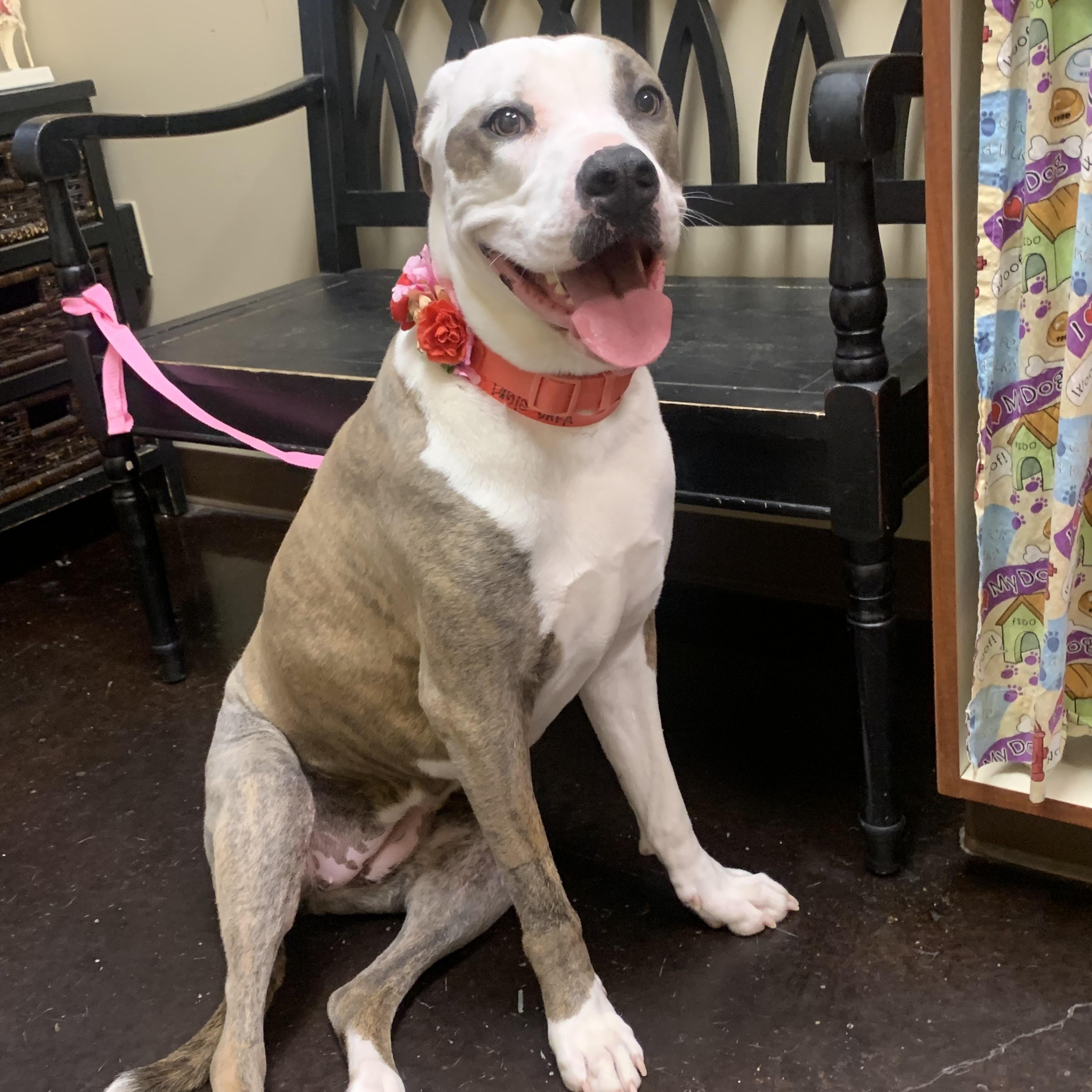 Layla, Adoptable, Adult Female American Bulldog & Catahoula Leopard Dog.