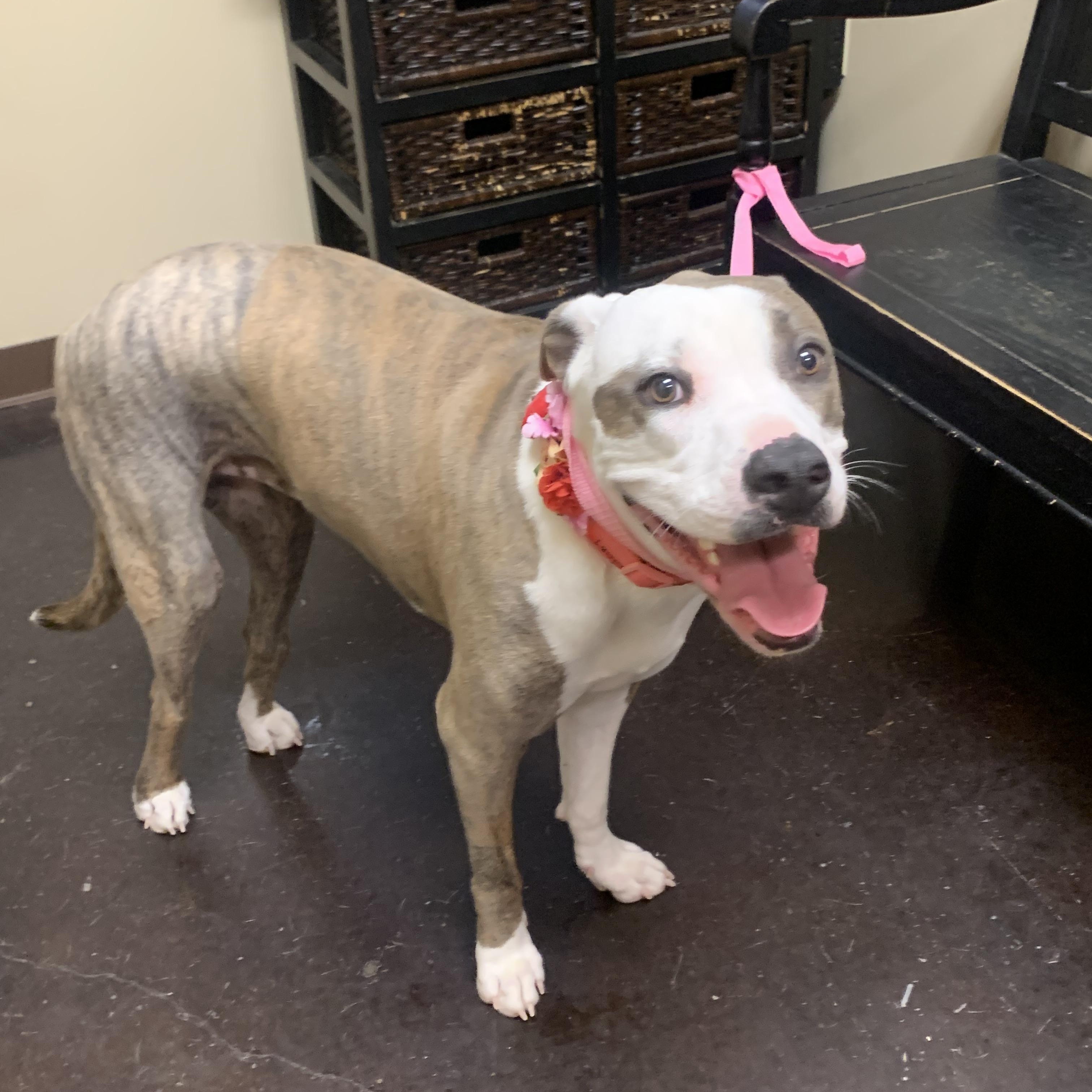 Layla, a Adoptable mixed breed in Warwick, RI image 6/6