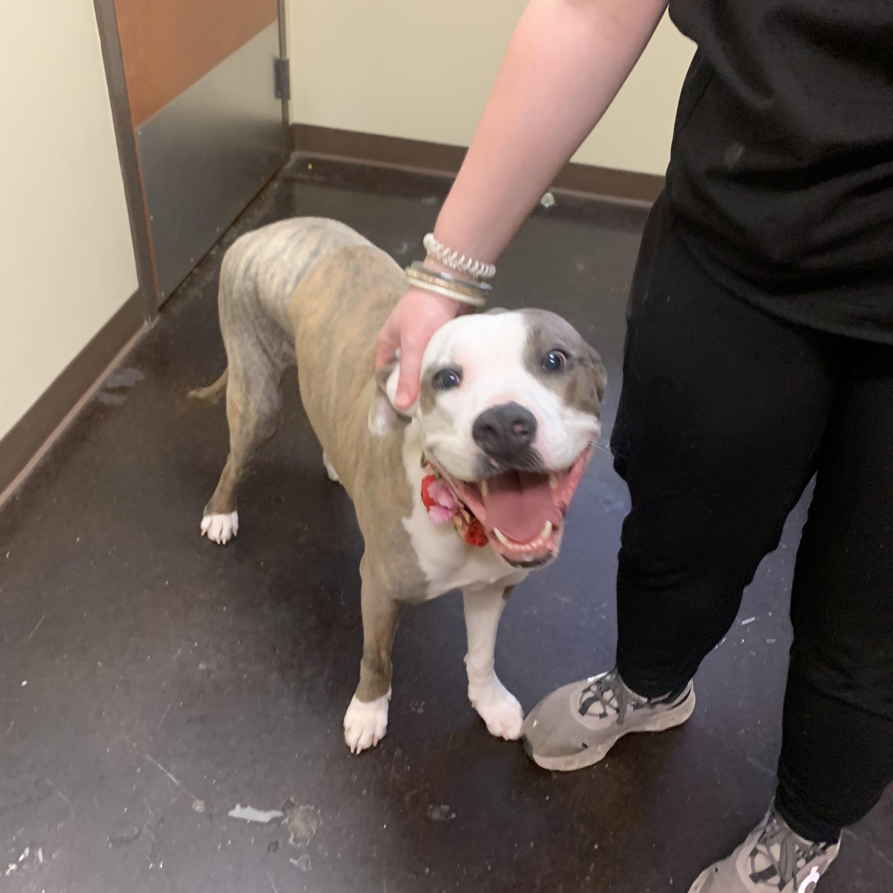 Layla, a Adoptable mixed breed in Warwick, RI image 5/6