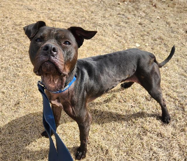 Enlarge DAHLIA ROSE, a Adoptable mixed breed in Minneapolis, MN image 1/1