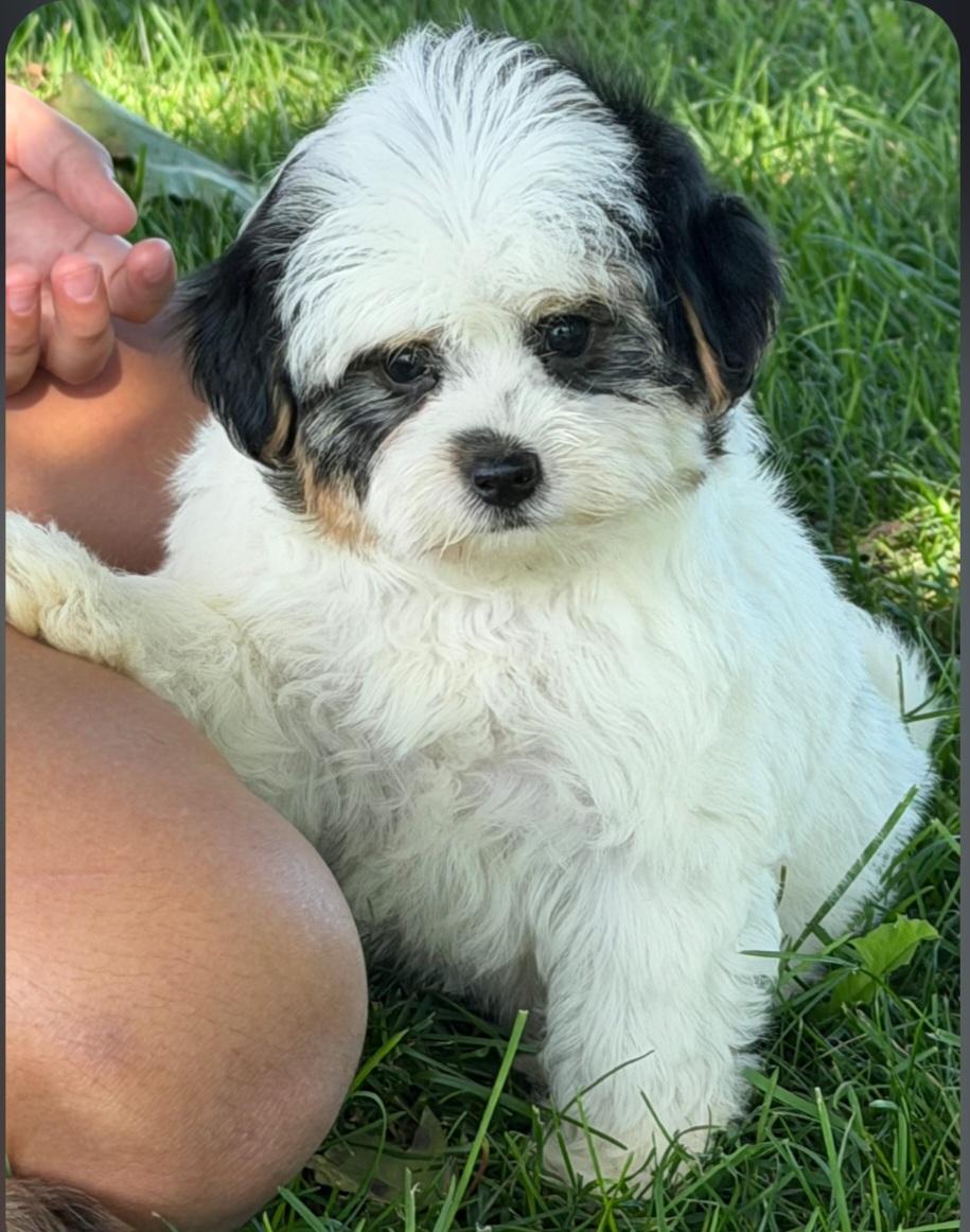 Enlarge Trisha, a Adoptable Yorkie Poo in Liberty Center, OH image 2/3