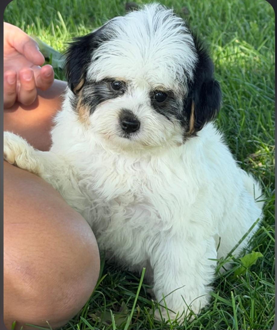 Enlarge Trisha, a Adoptable Yorkie Poo in Liberty Center, OH image 3/3