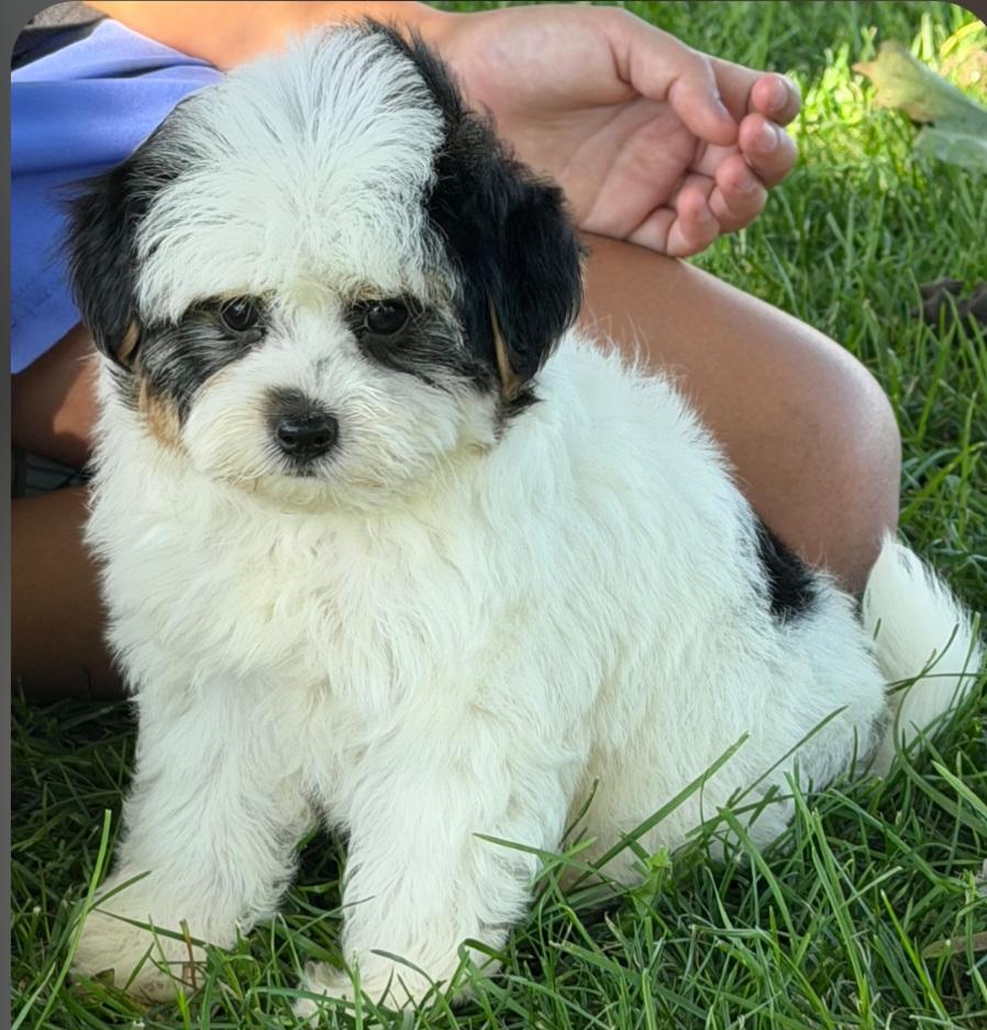 Trisha, Adoptable, Puppy Female Yorkie Poo.