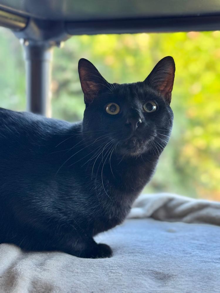 Blackjack Branch, Adoptable, Young Male Domestic Short Hair.