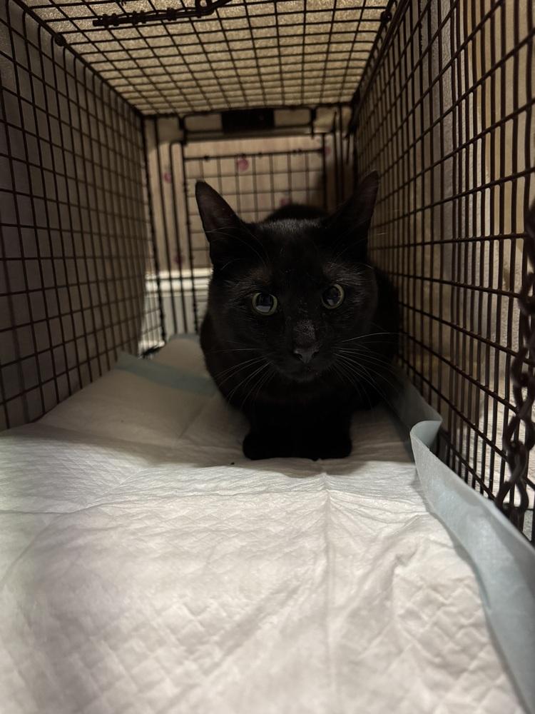Enlarge Blackjack Branch, a Adoptable Domestic Short Hair in Mount Laurel, NJ image 2/5