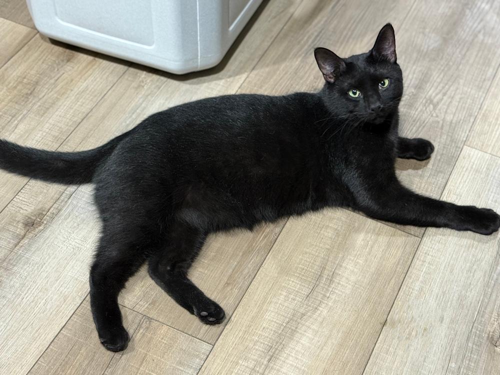 Enlarge Blackjack Branch, a Adoptable Domestic Short Hair in Mount Laurel, NJ image 3/5