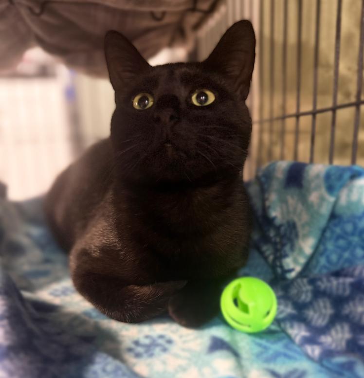 Enlarge Blackjack Branch, a Adoptable Domestic Short Hair in Mount Laurel, NJ image 4/5