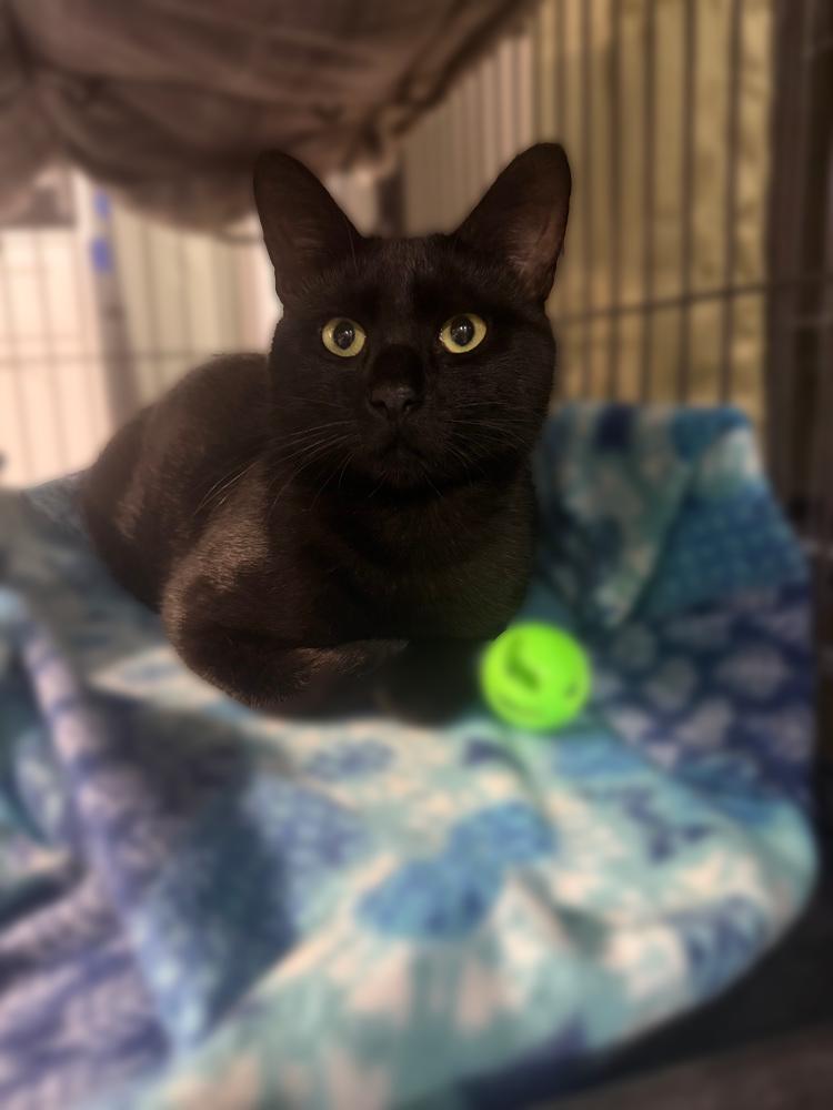 Enlarge Blackjack Branch, a Adoptable Domestic Short Hair in Mount Laurel, NJ image 5/5