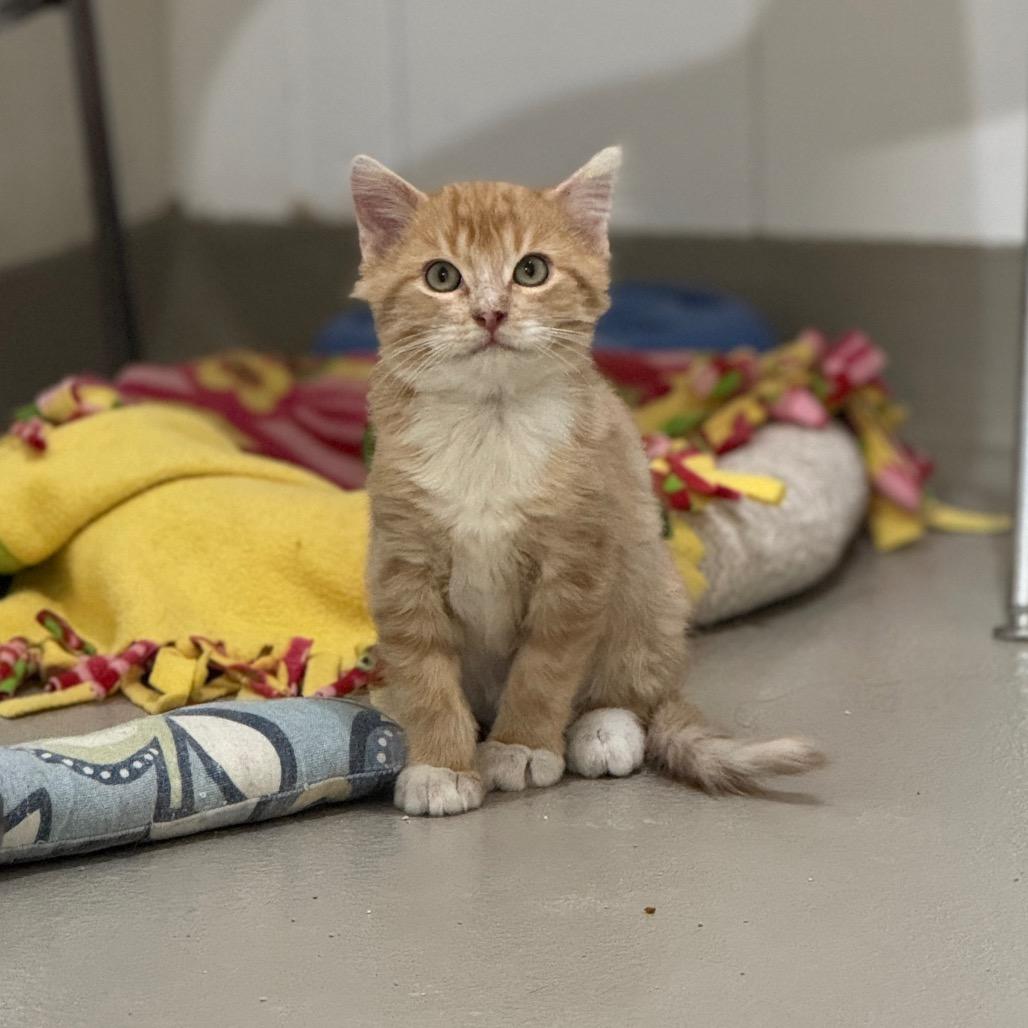 Enlarge Harry, a Adoptable Domestic Short Hair in Redwood Falls, MN image 1/2