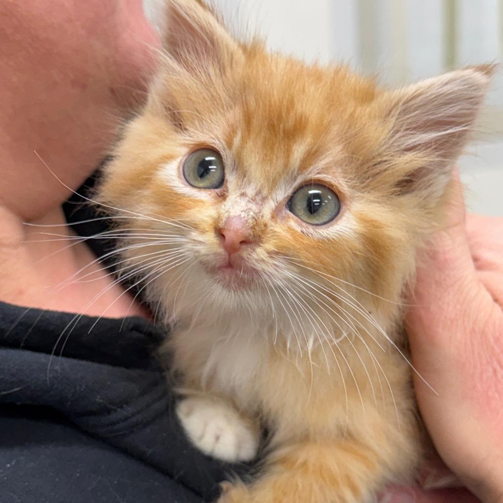 Enlarge Harry, a Adoptable Domestic Short Hair in Redwood Falls, MN image 1/1