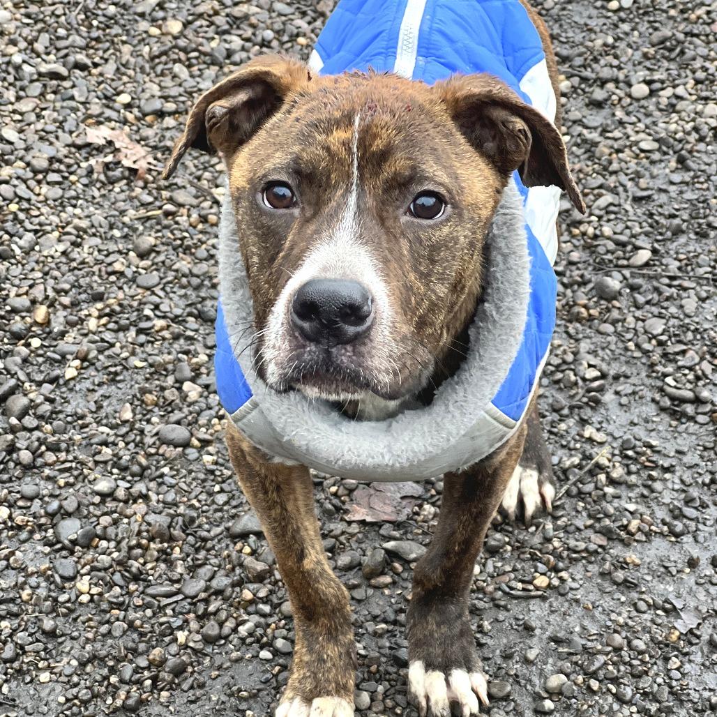Abel, Adoptable, Young Male Mixed Breed.