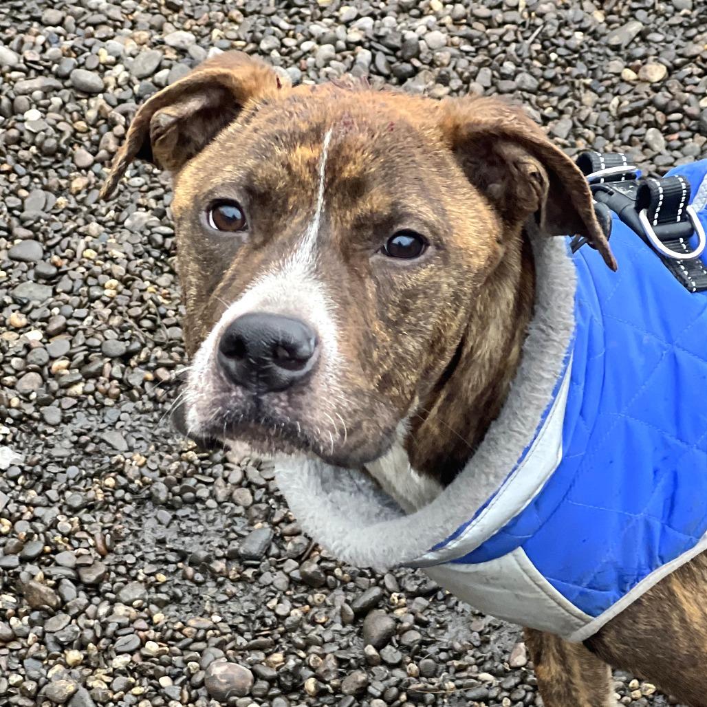 Enlarge Abel, a Adoptable Mixed Breed in Huntington, WV image 3/6