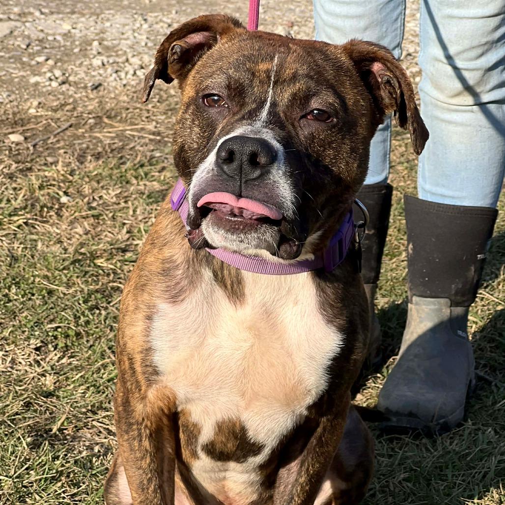 Enlarge Abel, a Adoptable Mixed Breed in Huntington, WV image 4/6