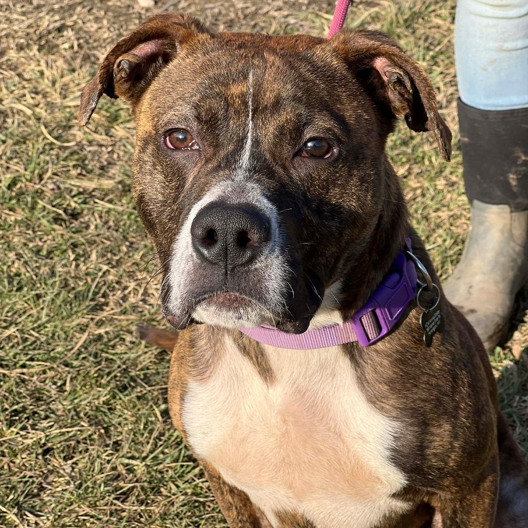 Enlarge Abel, a Adoptable Mixed Breed in Huntington, WV image 6/6