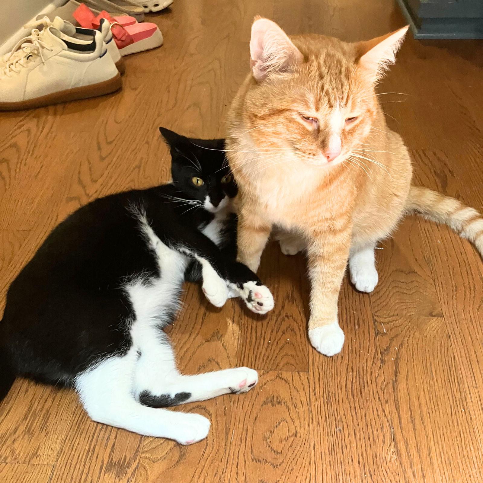 Tony the Tiger & Elroy Perez, a Adoptable Domestic Short Hair in Brooklyn, NY image 1/3