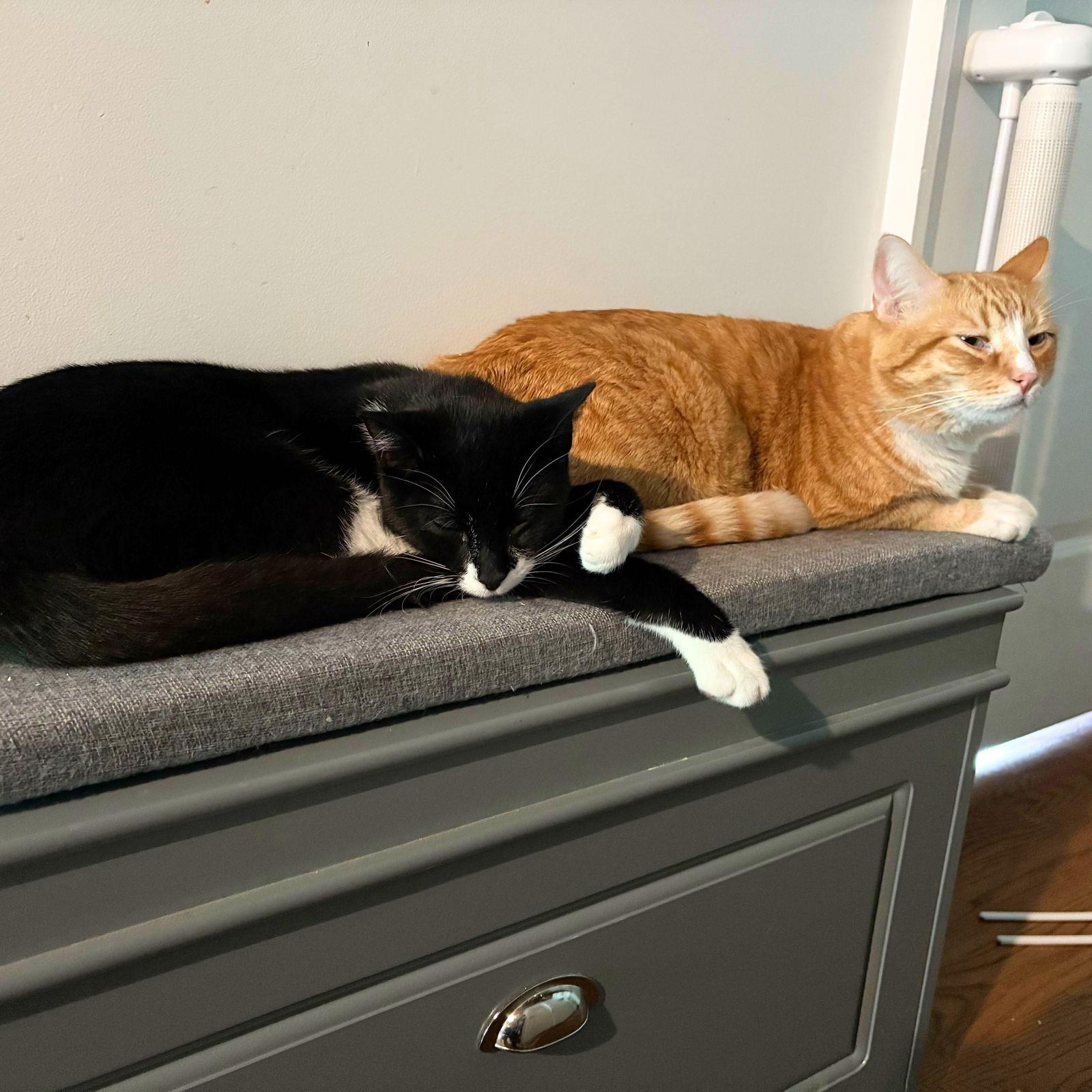 Tony the Tiger & Elroy Perez, a Adoptable Domestic Short Hair in Brooklyn, NY image 2/3