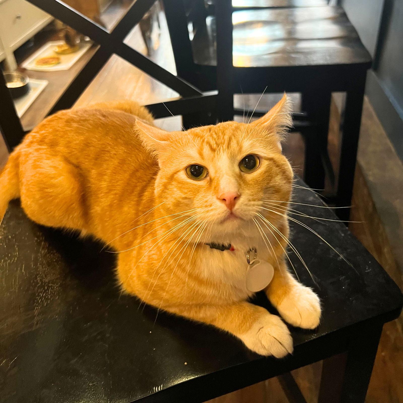 Tony the Tiger & Elroy Perez, a Adoptable Domestic Short Hair in Brooklyn, NY image 3/3