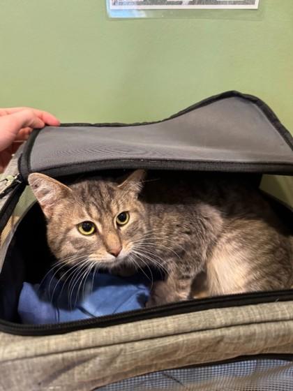 Grayson, Adoptable, Adult Male Domestic Short Hair & Domestic Short Hair.