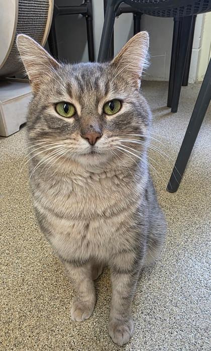 Enlarge Grayson, a Adoptable mixed breed in Harbor Springs, MI image 2/2