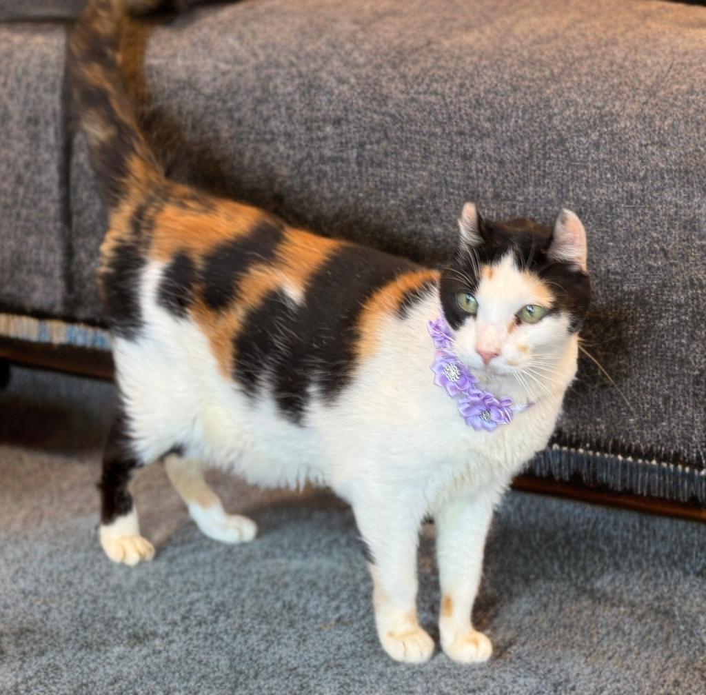 Enlarge Lilith, a ADOPTABLE mixed breed in Phoenix, AZ image 4/4