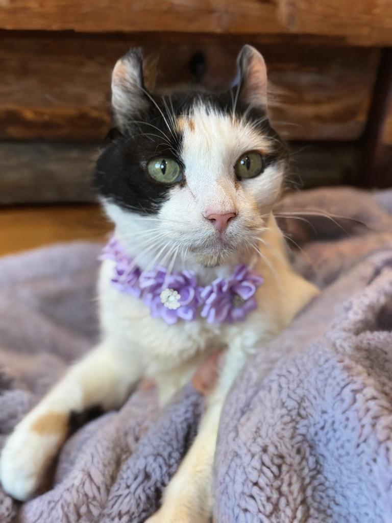 Lilith, ADOPTABLE, Senior Female American Curl.