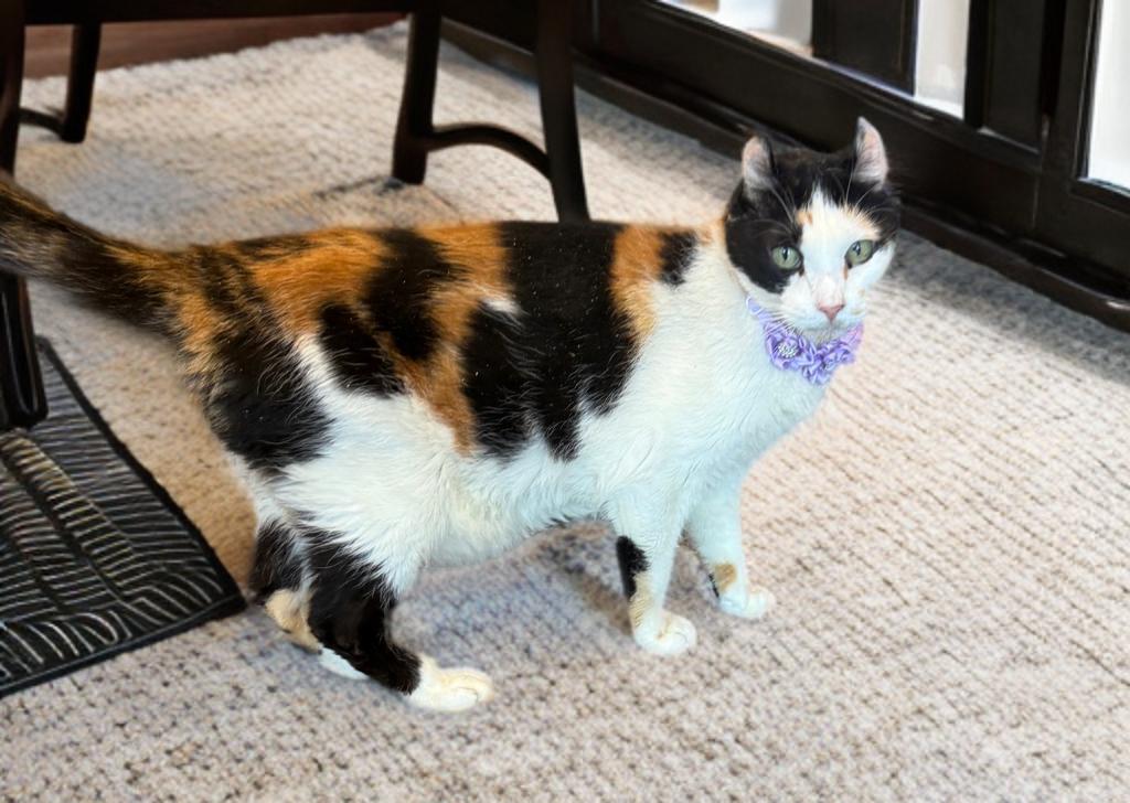 Enlarge Lilith, a ADOPTABLE mixed breed in Phoenix, AZ image 2/4