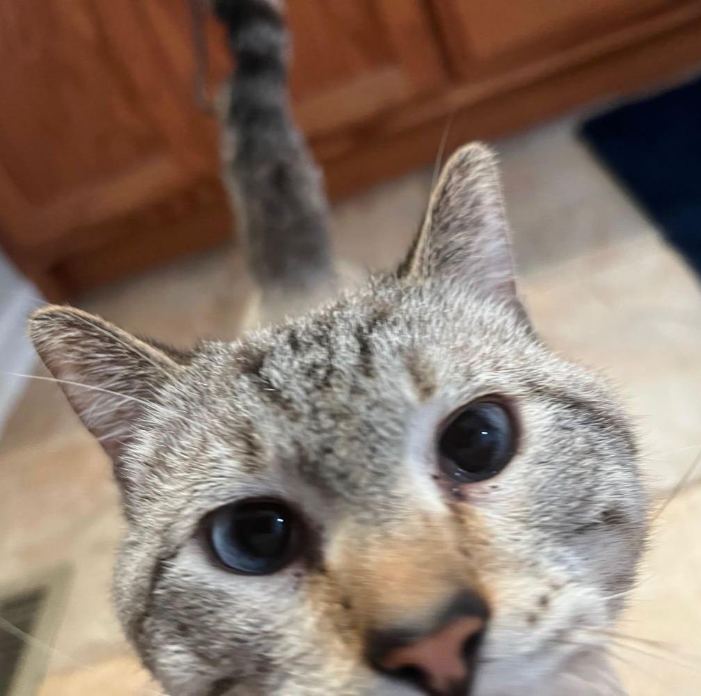 Enlarge Deejay - a chill, cool dude , a ADOPTABLE mixed breed in Barrington, IL image 2/3