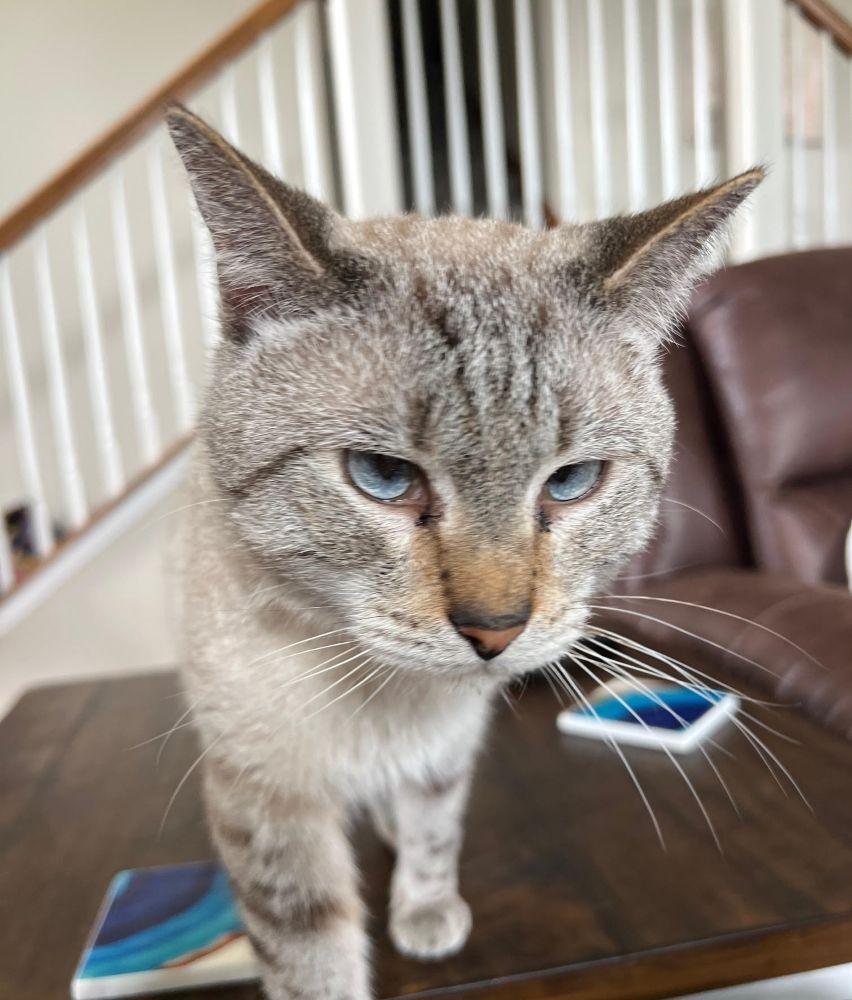 Deejay - the SWEETEST best friend , ADOPTABLE, Adult Male Siamese & Domestic Short Hair.