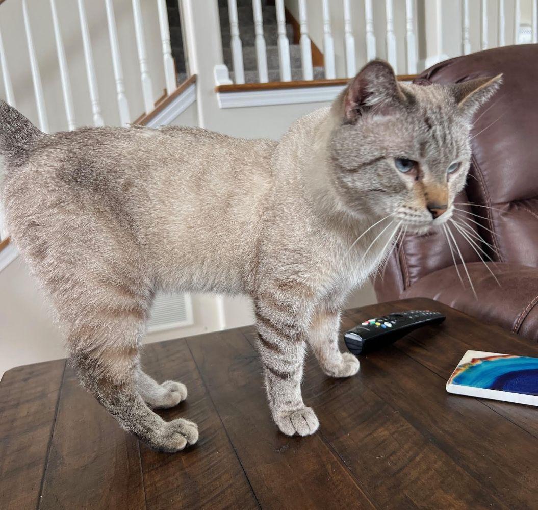 Enlarge Deejay - the SWEETEST best friend , a ADOPTABLE mixed breed in Barrington, IL image 5/5