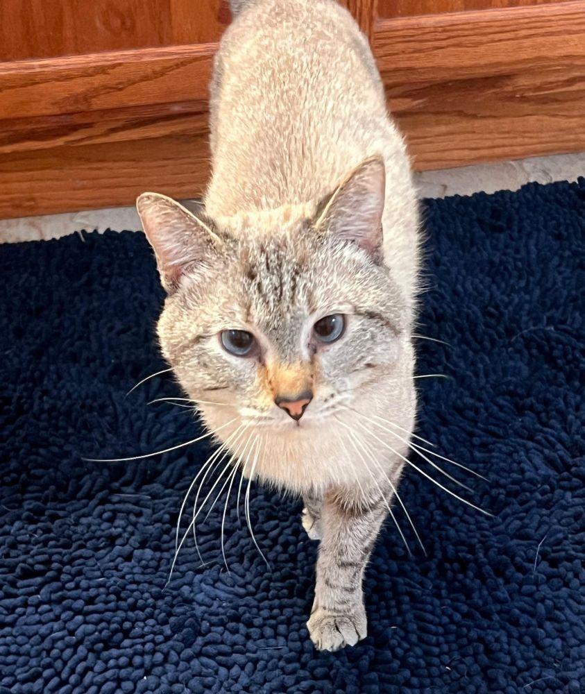 Deejay, ADOPTABLE, Adult Male Siamese & Domestic Short Hair.