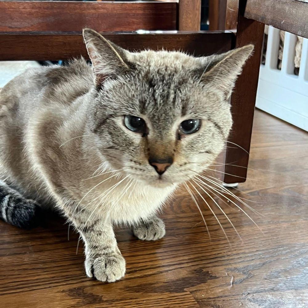 Enlarge Deejay - the SWEETEST best friend , a ADOPTABLE mixed breed in Barrington, IL image 4/5