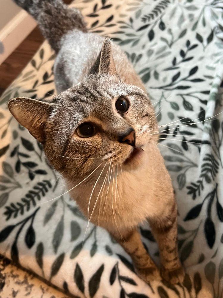 Enlarge Deejay - a chill, cool dude , a ADOPTABLE mixed breed in Barrington, IL image 3/3