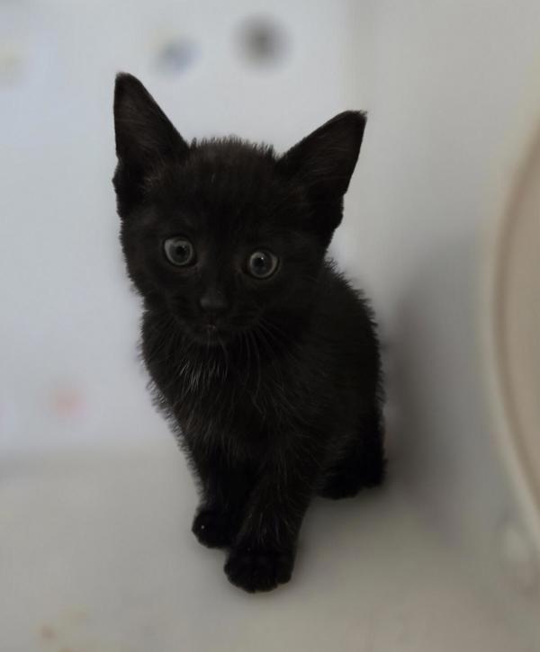 Enlarge Celeste, a Adoptable mixed breed in Winnipeg, MB image 1/1