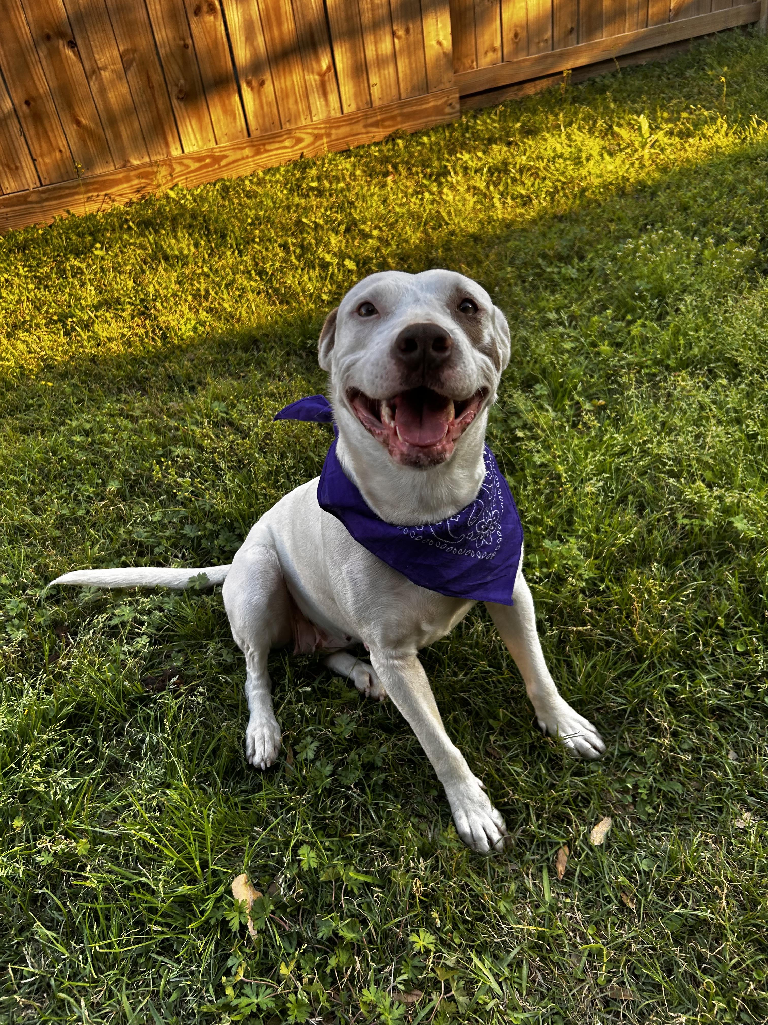 Amorette, Adoptable, Young Female Pit Bull Terrier.