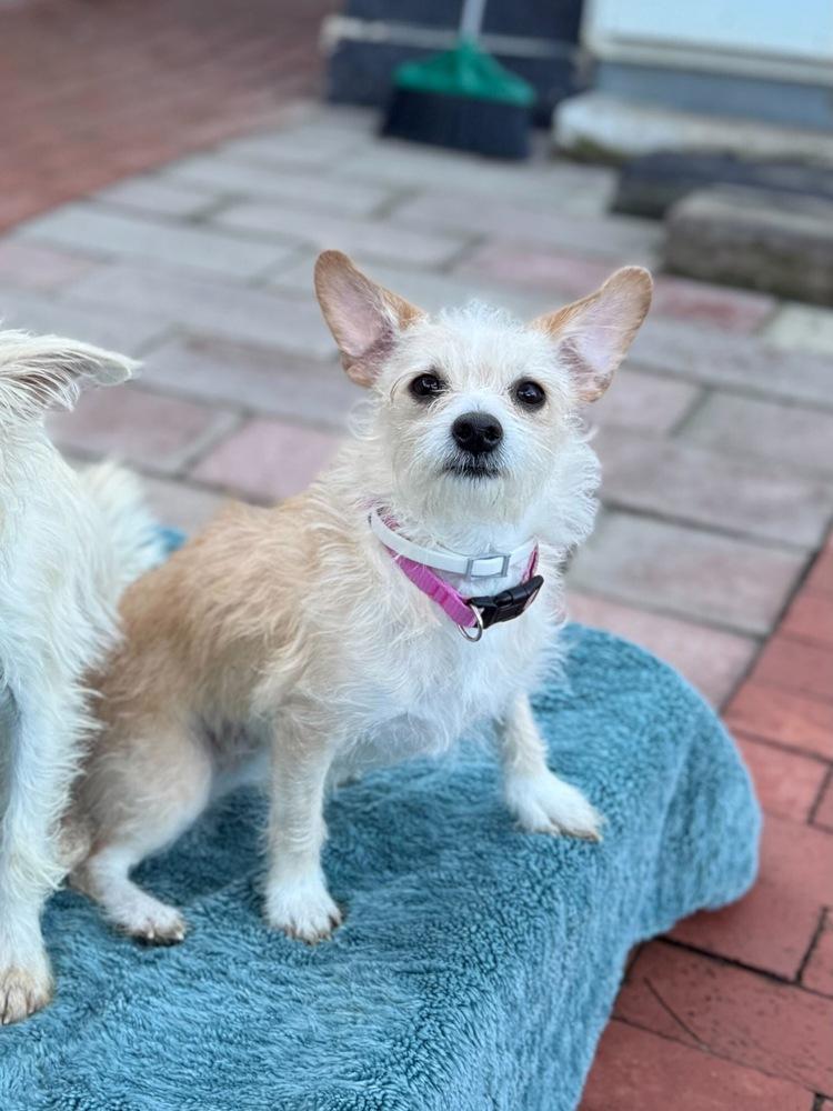 Tiny Dancer, Adoptable, Adult Female Chihuahua.