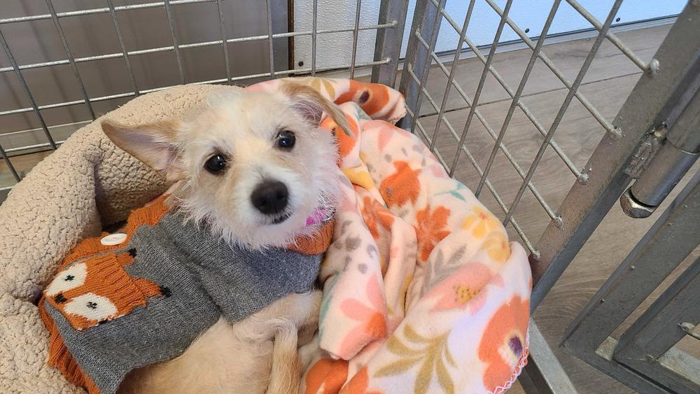 Tiny Dancer, a Adoptable mixed breed in San Diego, CA image 2/5