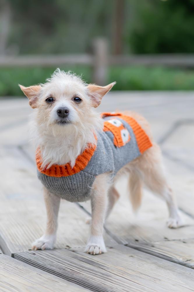 Enlarge Tiny Dancer, a Adoptable mixed breed in San Diego, CA image 3/6