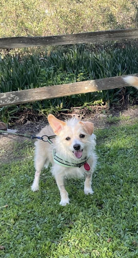 Enlarge Tiny Dancer, a Adoptable mixed breed in San Diego, CA image 2/6
