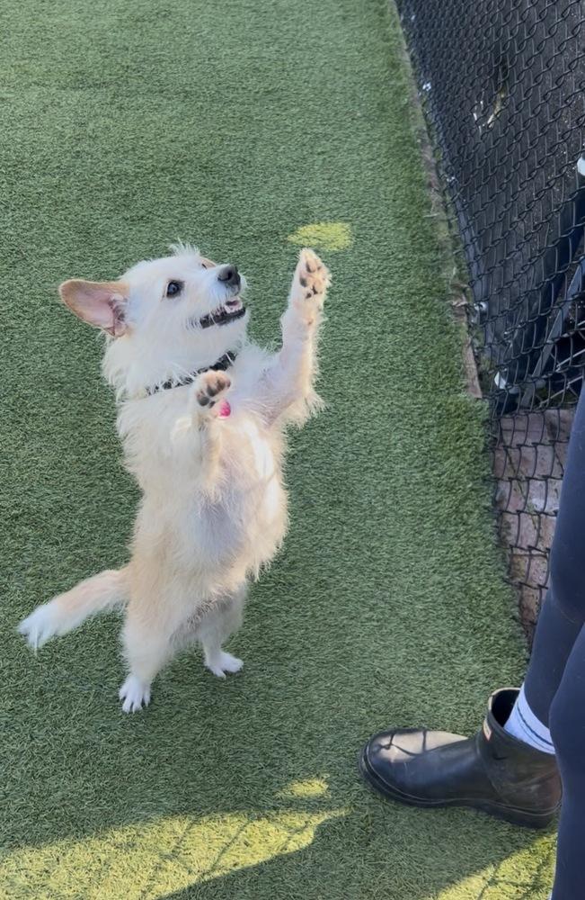 Enlarge Tiny Dancer, a Adoptable mixed breed in San Diego, CA image 3/6
