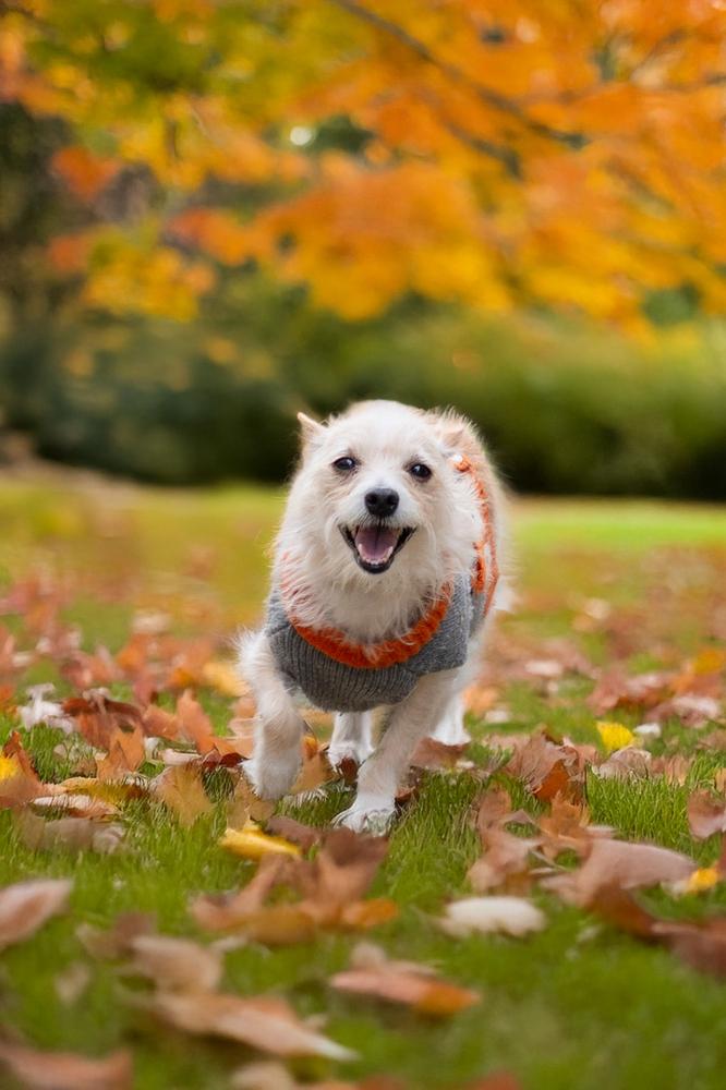 Enlarge Tiny Dancer, a Adoptable mixed breed in San Diego, CA image 4/6