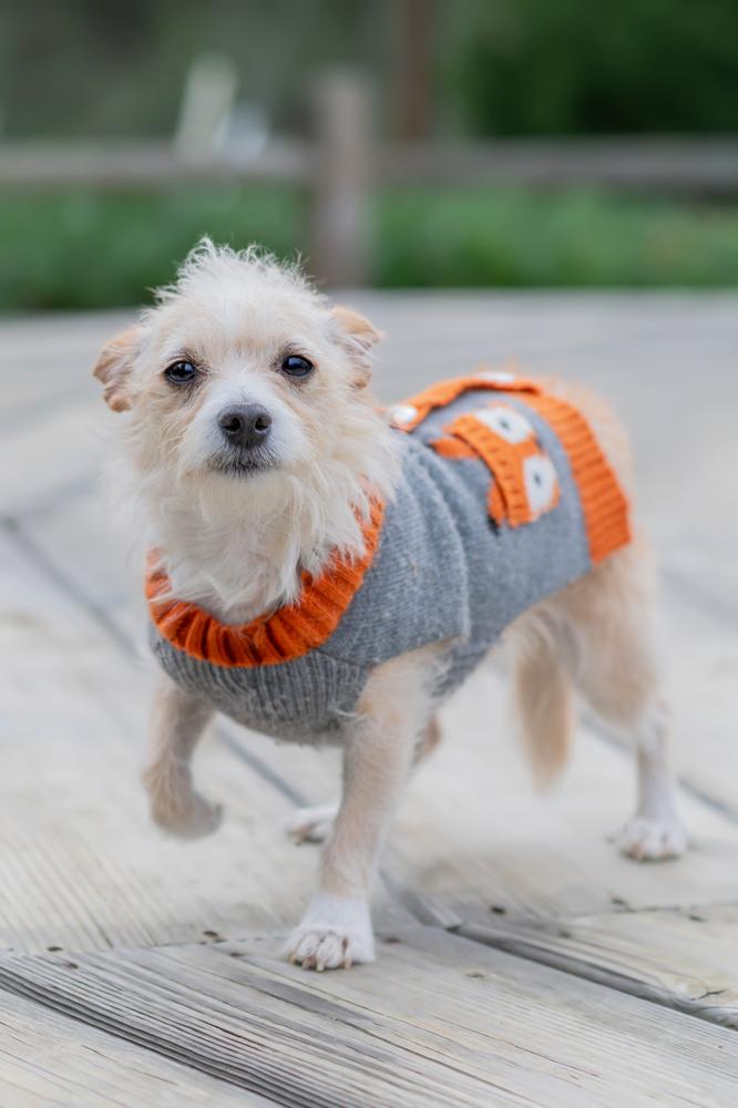 Enlarge Tiny Dancer, a Adoptable mixed breed in San Diego, CA image 5/6